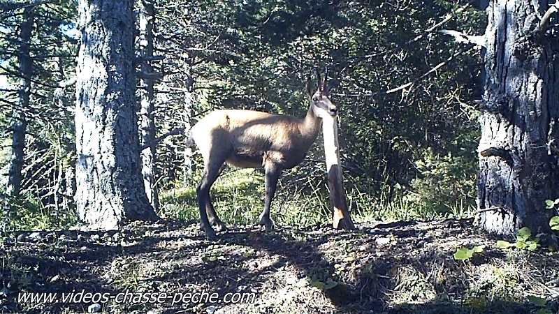 chamois